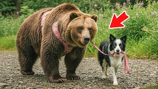 This Blind Bear Was Guided by a Stray Dog — Their Journey Will Leave You Speechless!