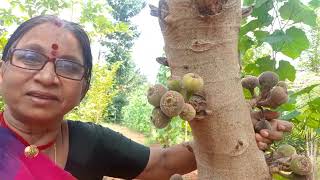 Big Anjeera Plant and fruit    ...   The Giant of Figs: Unveiling the Big Anjeer \u0026 its Sweet Secrets