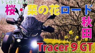 【Tracer9GT】#17 桜・菜の花ロード【秋田県大潟村】