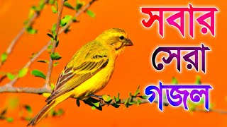 bangla islamic gojol, new gojol, Heaven tune New song, New Song, New Islami Video song, Bangla