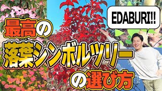 【入荷情報】最高の枝ぶりの木をあなたに！2025年オススメ落葉シンボルツリーはこちら