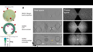 Isotropic Reconstruction for cryo-ET using isoNet– Yuntao Liu at the 5th LBMS Annual Cryo-EM Course