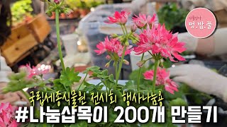 제라늄전시회,준비하기#세종수목원2월22일 #나눔삽목이200개 #나눔삽수만들기