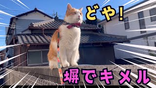 【ペタ散歩】塀でポージングするそば屋の猫。ペタ君。　#ネコ  #ねこ  #そば処大むら　#リアル招き猫　#猫