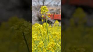 小湊鉄道キハ200・桜と菜の花の飯給駅到着！※2020年3月の映像です Kominato-railway class KIHA200 Dieselcar in ITABU station