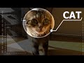 Face Tracking In Final Cut Pro — How To Track Objects (AND CATS 😻) In Final Cut Pro — Cool Effect!