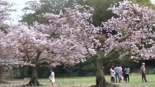 後楽園　桜　岡山県