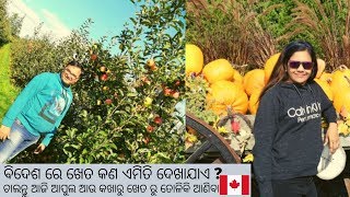 ବିଦେଶ ରେ ଖେତ କଣ ଏମିତି ଦେଖାଯାଏ ? ଚାଲନ୍ତୁ ଆଜି ଆପୁଲ ଆଉ କଖାରୁ ଖେତ ରୁ ତୋଳିକି ଆଣିବା #odiatravelvlog