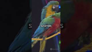 Parrots Mimicking Human Speech! 🦜 #shorts