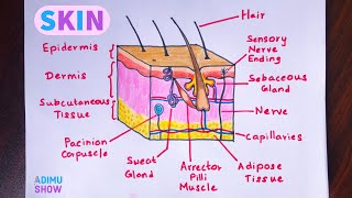 How To Draw Skin Layers | Integumentary System | step by step drawing