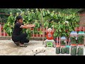 Harvest vegetables to make pickles - Make squash flowers wrapped in meat to eat with your baby