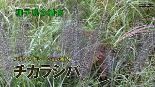 チカラシバ 初冬のころ茎の上部に暗紫色の花序を出し小穂を多数つけた開花風景令和4年 AIボイスナレーション案内～種子島の植物