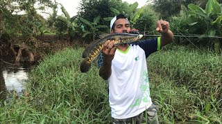 Snake head Fishing in Sri Lanka 🎣🐟🐠🤩😲 #fishing #video