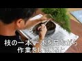 【松慶盆栽園】盆栽を楽しもう　盆栽お手入れ講座