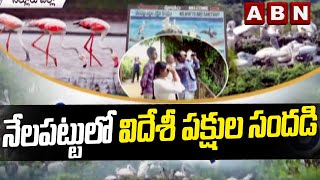 నేలపట్టులో విదేశీ పక్షుల సందడి || Flamingo Birds Becomes Special Attraction At Nellore || ABN Telugu