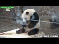 【タンタン♥スペシャル】3時間15分もっと可愛すぎるタンタンをみていたい♥ ありがとう、タンタン🐼 年末3時間15分スペシャル🐼 2020年8月9月10月🐼 王子動物園4k🐼