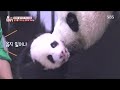 사랑 듬뿍 특급 돌봄으로 쑥쑥 자라나는 쌍둥 바오★ tv동물농장 animalfarm sbsstory