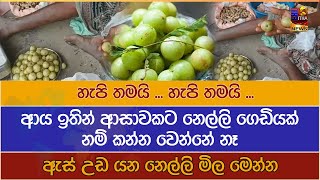 හැපි තමයි ... හැපි තමයි ... | ආය ඉතින් ආසාවකට නෙල්ලි ගෙඩියක් නම් කන්න වෙන්නේ නෑ