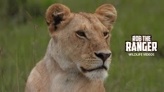 Lionesses Chilling | Lalashe Maasai Mara Safari