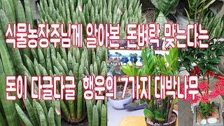 집에들이면 대박행운 이 온다는 7가지 식물 ~♡♡😘😍🤩🎵🎶 SUCCULENTS