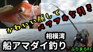 キュートな高級魚　相模湾アマダイ船【うらまら#33】