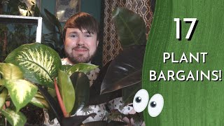 Huge Plant Haul - Supermarket Plant Bargains! Can you help identify two? (17 Plants!)