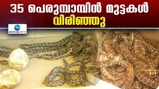 Indian Python | കണ്ണൂര്‍ മനേക്കരയിൽ നിന്നു കണ്ടെത്തിയ 35 പെരുമ്പാമ്പിൻ മുട്ടകൾ വിരിഞ്ഞു