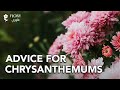 Flory: The Beauty of Chrysanthemums in Your Home!