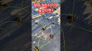 양파 늦게 심으신다면? 이렇게 합니다  #농사 #주말농장