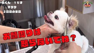 噛み犬トリミング！終始怒っているチワワ！無事最後までできたのか？