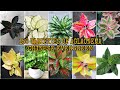 150 VARIETIES OF AGLAONEMA | FROM A TO Z | MOST COMPLETE!!