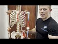 what is the psoas anatomy and function of the psoas