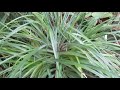 growing hardy bromeliad in the north