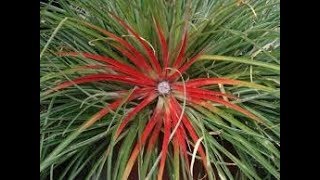 Growing Hardy Bromeliad in the North