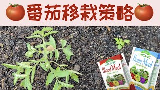 【番茄移栽】种植西红柿土壤准备和移栽策略｜这样移栽西红柿丰收可期省心省力｜Transplanting Tomato Seedlings