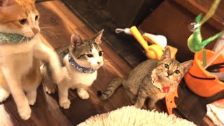 かわいい子猫兄妹がやって来た！上板にゃんこ亭