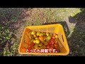 無農薬無肥料国産レモン🍋五年目の初収穫！