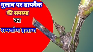 Rose dieback disease | गुलाब पर डायबैक की समस्या का समाधान 100% काम करता है