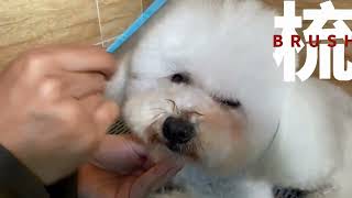 【上門寵物美容師的日常】Asia Pet Grooming Academy