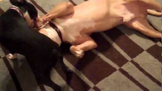 Boston Terrier VS Pitt Bull