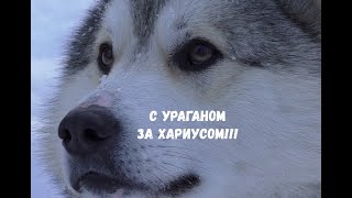 ВЫЕЗД С УРАГАНОМ НА ДАЛЬНЮЮ РЕЧКУ ЗА ХАРИУСОМ!!!