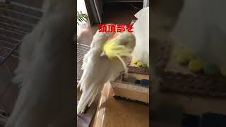 あぁ〜、ハゲちゃうよ😎頭すりすりオカメインコ#shorts