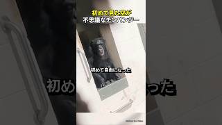 初めて見た空が不思議なチンパンジー