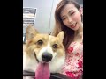 ＴＡＫＯ兒帶ＰＯＰＰＹ上班毛小孩 柯基犬（柯基犬日常）corgi