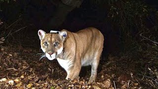 Mountain Lion found under LA house