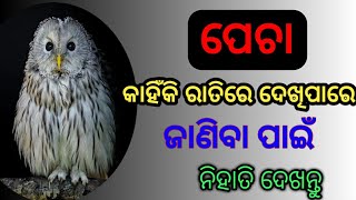 ପେଚା କାହିଁକି ରାତିରେ ଦେଖିପାରେ ! Janiba katha ! Pecha kahinki ratire dekhipare