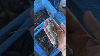 😱 চিংড়ি মাছ চাষ করে অনেক টাকা ইনকাম / চিংড়ি মাছ / Shrimp Farming / চিংড়ি মাছ পালন / গলদা চিংড়ি