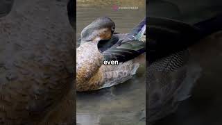 Things You Didn't Know About Ducks