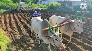 Antiquated Method of plough              जुन्या पद्धतीने नागरणी