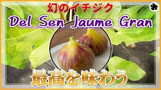 【イチジク】希少種 デルセン ジャウメ グラン品種紹介（育て方）